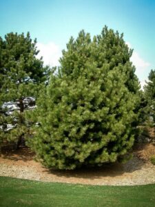 Сосна Чёрная (Pinus Nigra) купить по цене от 270.00р. в интернет-магазине «Посадика» с доставкой почтой в в Отрадныйе и по всей России – [изображение №1].