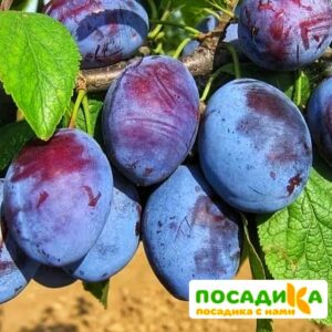 Слива Чачакская ранняя купить по цене от 229.00р. в интернет-магазине «Посадика» с доставкой почтой в в Отрадныйе и по всей России – [изображение №1].