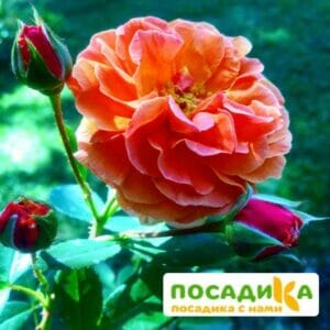 Роза Арабия купить по цене от 350.00р. в интернет-магазине «Посадика» с доставкой почтой в в Отрадныйе и по всей России – [изображение №1].