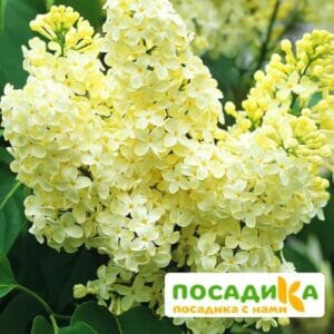 Сирень Примроуз (Primrose) купить по цене от 529.00р. в интернет-магазине «Посадика» с доставкой почтой в в Отрадныйе и по всей России – [изображение №1].