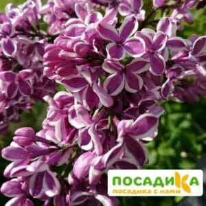 Сирень Сенсация купить по цене от 529.00р. в интернет-магазине «Посадика» с доставкой почтой в в Отрадныйе и по всей России – [изображение №1].