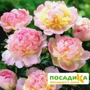 Пион Распберри Сандей (Paeonia Raspberry Sundae) купить по цене от 959р. в интернет-магазине «Посадика» с доставкой почтой в в Отрадныйе и по всей России – [изображение №1].