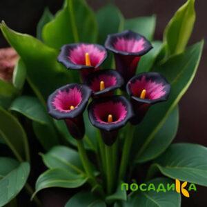 Калла Аура Лейс купить по цене от 400р. в интернет-магазине «Посадика» с доставкой почтой в в Отрадныйе и по всей России – [изображение №1].
