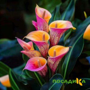 Калла Оникс купить по цене от 450р. в интернет-магазине «Посадика» с доставкой почтой в в Отрадныйе и по всей России – [изображение №1].