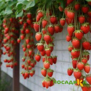 Клубника вьющаяся Комплимент купить по цене от 470р. в интернет-магазине «Посадика» с доставкой почтой в в Отрадныйе и по всей России – [изображение №1].