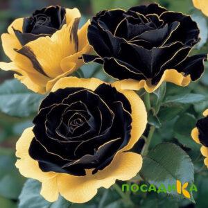 Роза Ханни Сикл купить по цене от 700р. в интернет-магазине «Посадика» с доставкой почтой в в Отрадныйе и по всей России – [изображение №1].