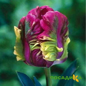 Тюльпан Экзотик Хэвен купить по цене от 186р. в интернет-магазине «Посадика» с доставкой почтой в в Отрадныйе и по всей России – [изображение №1].