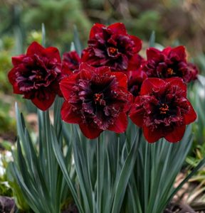 Нарцисс Сапфировый Бриз купить по цене от 3000р. в интернет-магазине «Посадика» с доставкой почтой в в Отрадныйе и по всей России – [изображение №1].