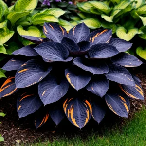 Хоста Умбра купить по цене от 349р. в интернет-магазине «Посадика» с доставкой почтой в в Отрадныйе и по всей России – [изображение №1].