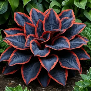 Хоста Солнечный Агат купить по цене от 440р. в интернет-магазине «Посадика» с доставкой почтой в в Отрадныйе и по всей России – [изображение №1].